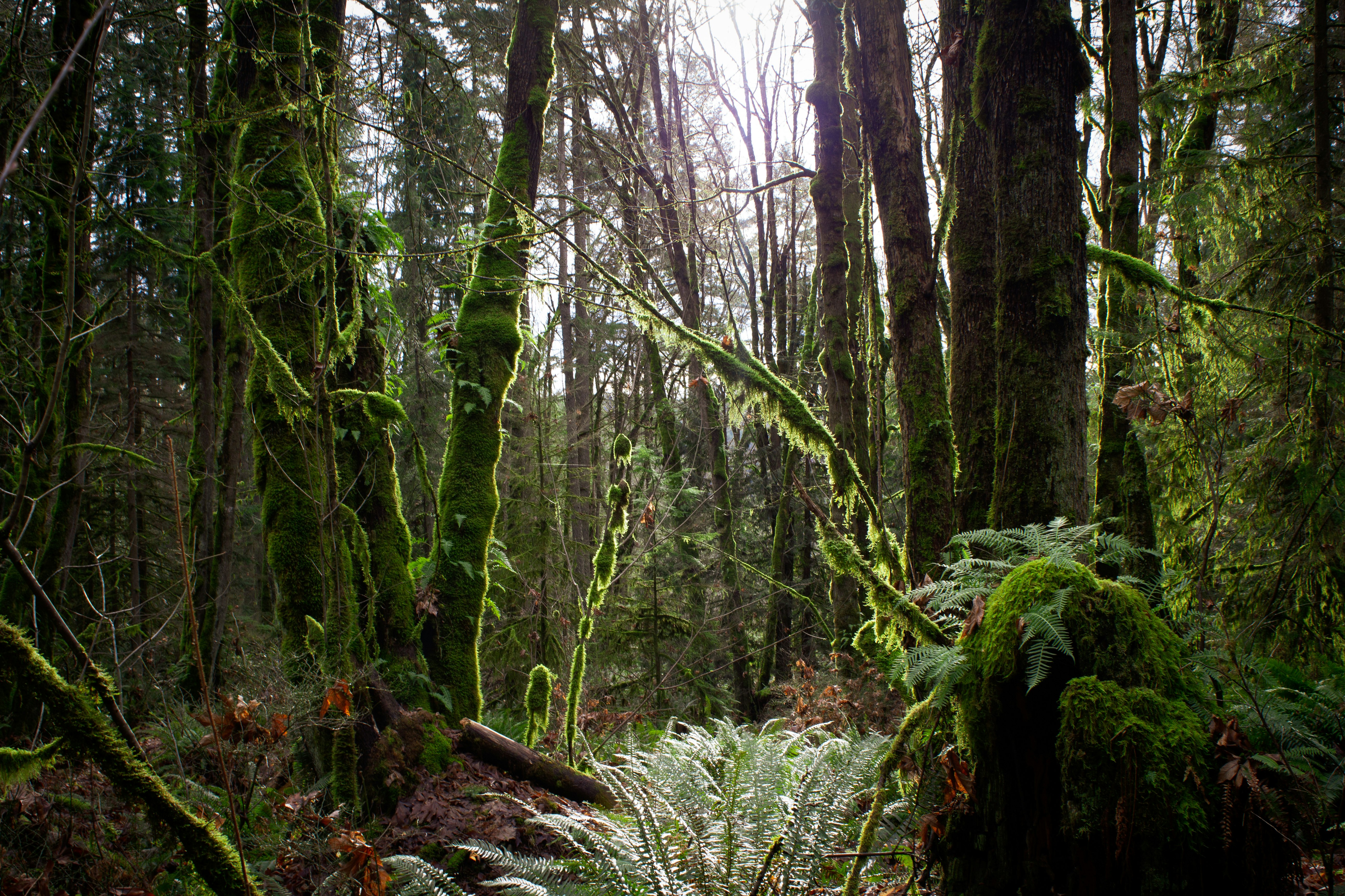 moist bark forest